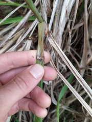 Miscanthus nepalensis