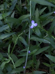 Murdannia keisak