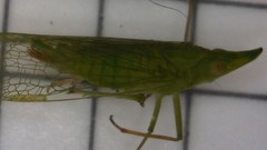 Rhynchomitra microrhina