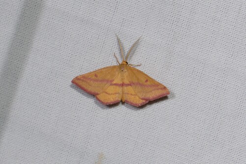 Haematopis grataria