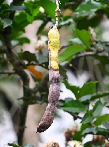Inga spectabilis, photograph 4