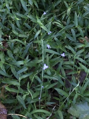 Murdannia keisak