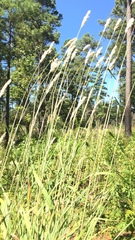 Erianthus alopecuroides, photograph Kevin Wood, CC BY, iNaturalist via GBIF
