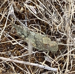 Trimerotropis occidentalis