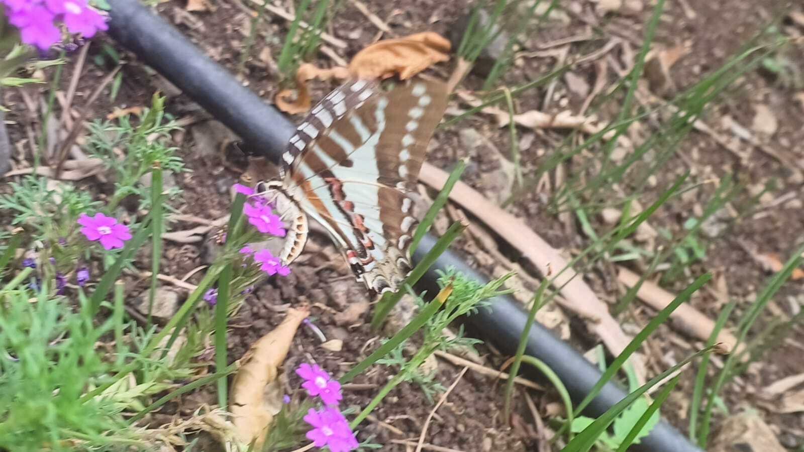 Spot Swordtail