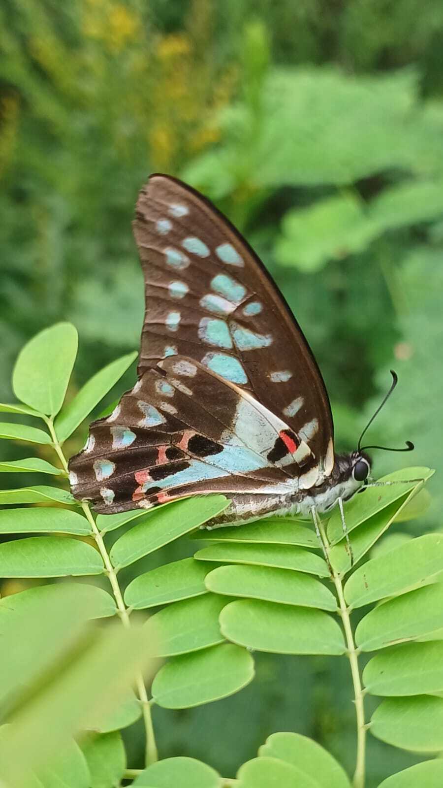 Common Jay