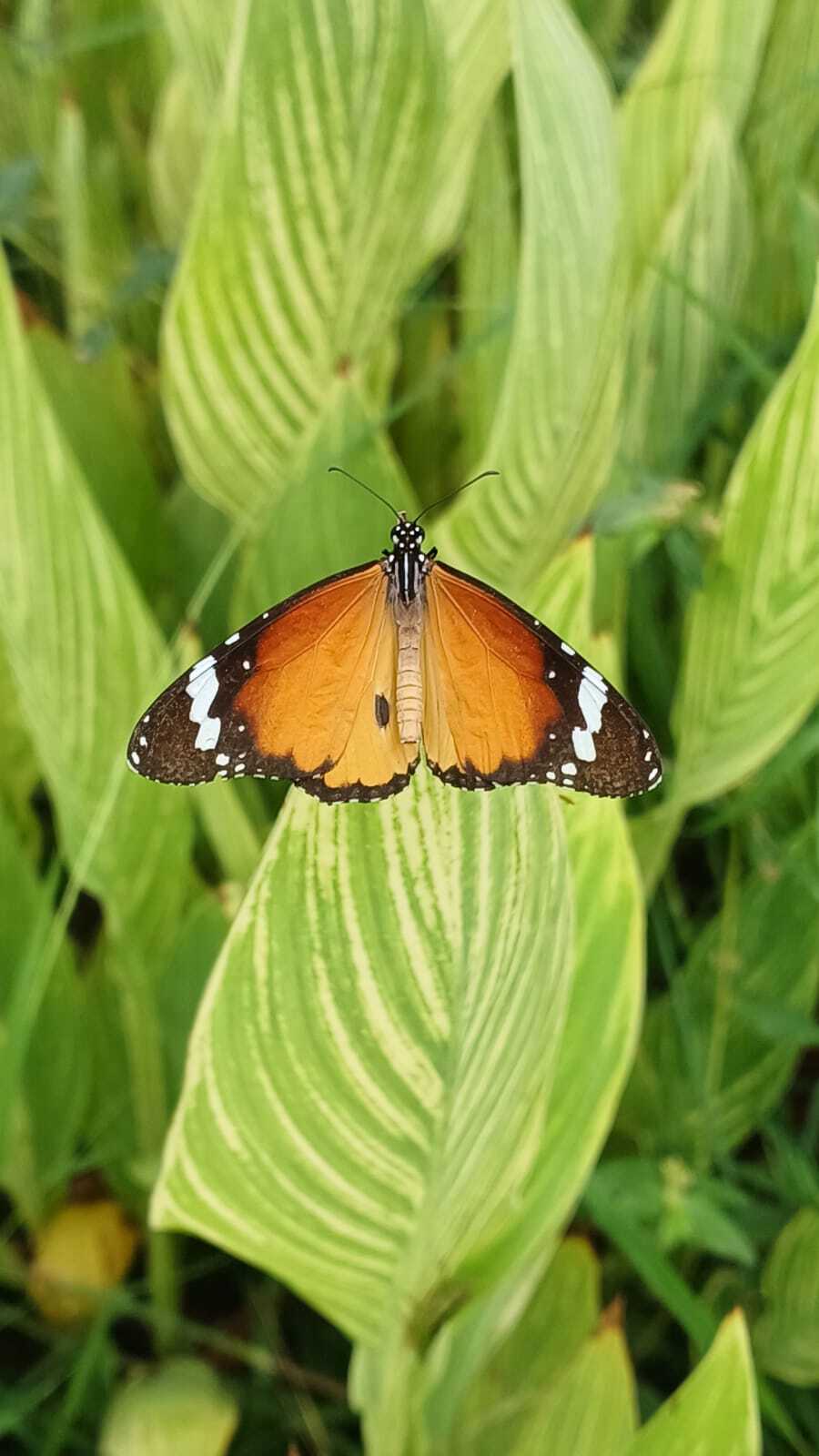 Plain Tiger