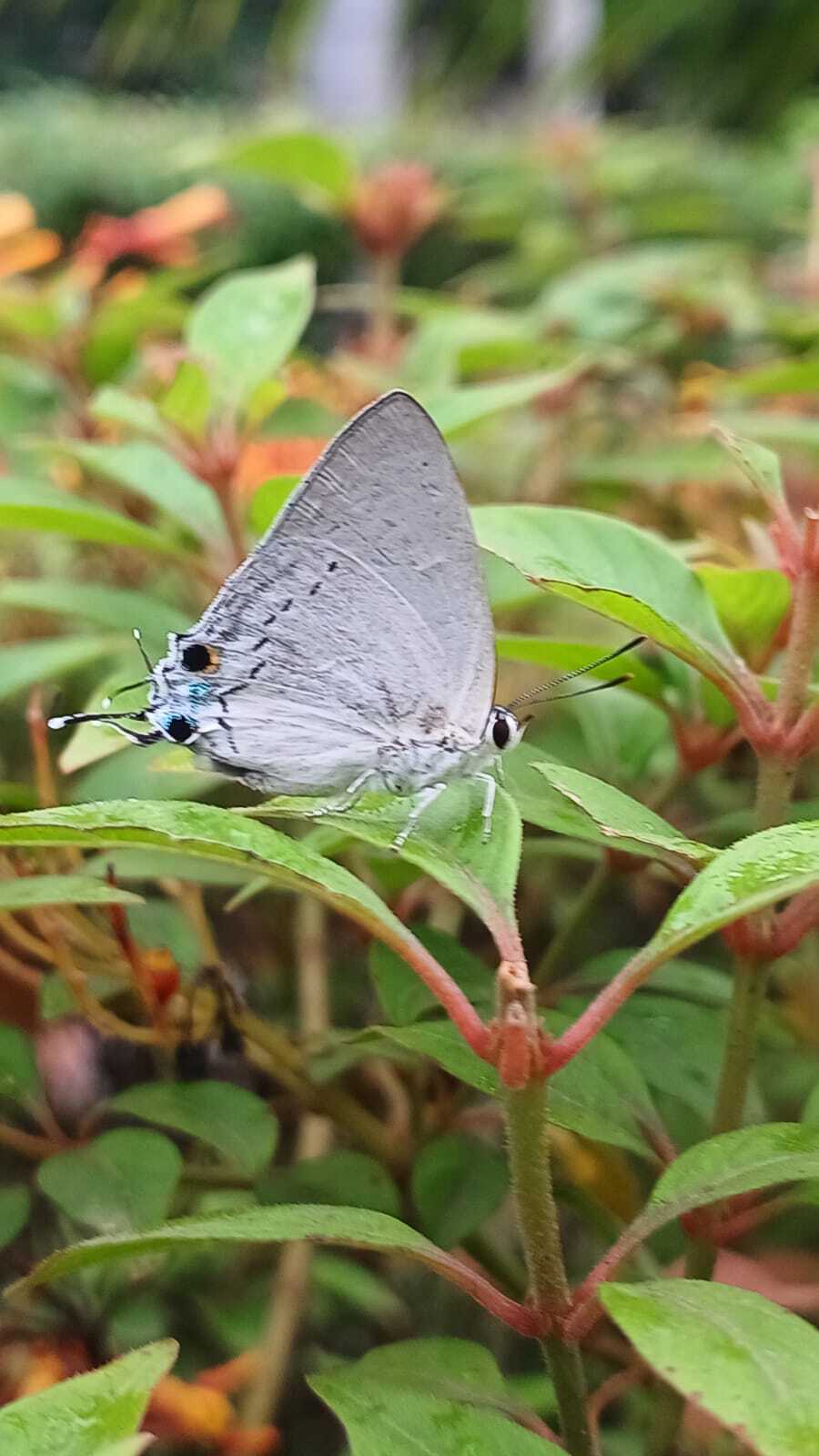 Peacock Royal