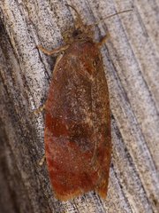 Evora hemidesma