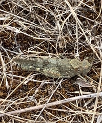 Trimerotropis occidentalis