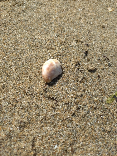 Crepidula fornicata