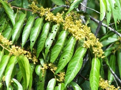 Casearia arborea