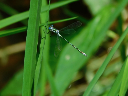 Emerald Spreadwing photo 5