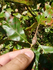 Zapatella quercusphellos