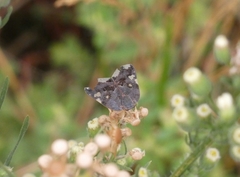 Ricania speculum