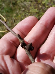 Callirhytis quercusventricosa