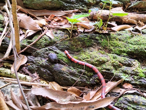 Photo of a Roatan Coral Snake (Micrurus ruatanus)