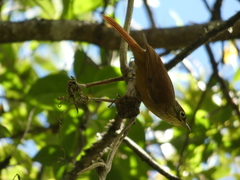 Anabacerthia striaticollis