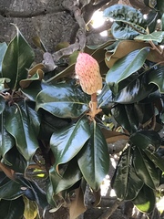 Magnolia grandiflora