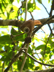 Anabacerthia striaticollis