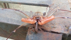 Acanthophrynus coronatus