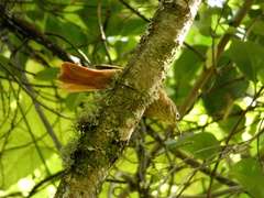 Anabacerthia striaticollis