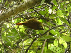 Anabacerthia striaticollis