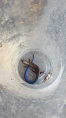 Plestiodon callicephalus