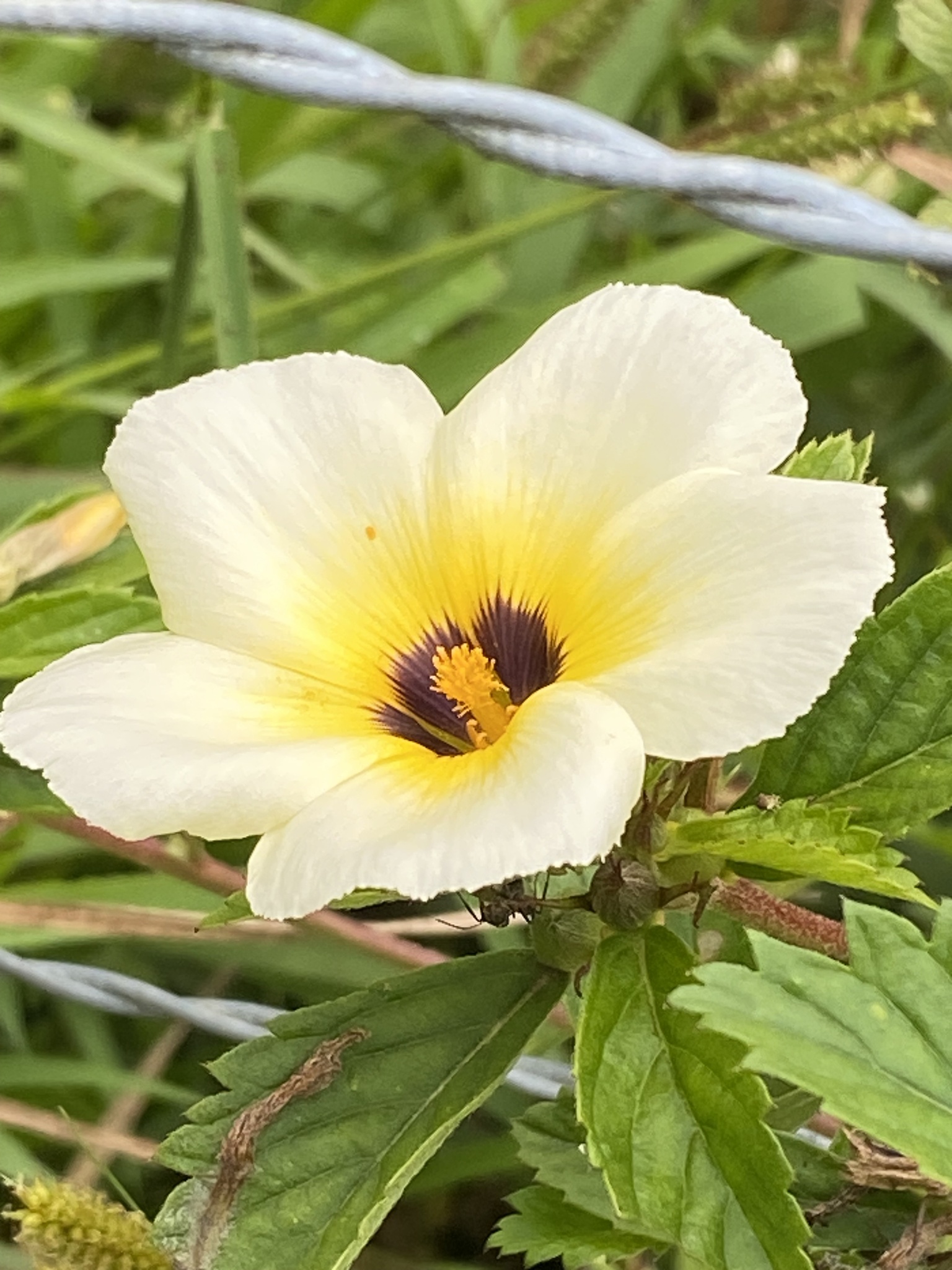 Turnera subulata
