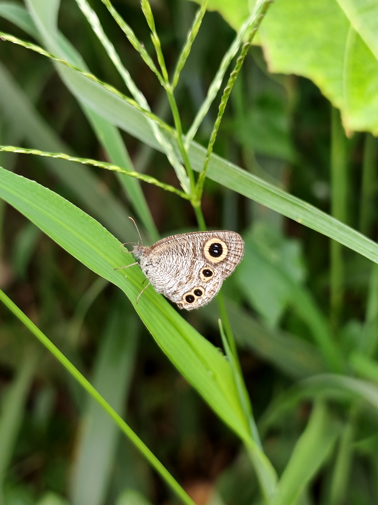 Common Four-Ring
