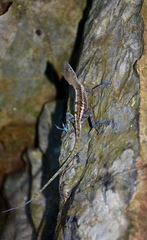 Anolis bartschi