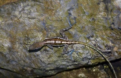 Anolis bartschi