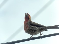 Haemorhous mexicanus