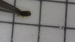 Macrosteles variatus