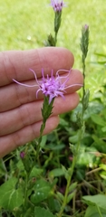 Liatris bracteata