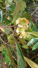 Sloanea rhodantha