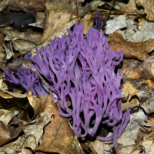 天然枝状コーラル　カキゴオリ violet coral fungus (Clavaria zollingeri) · iNaturalist