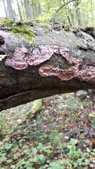 Phlebia rufa