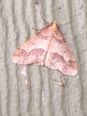 Erannis tiliaria