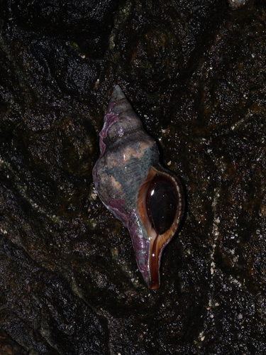 Fasciolaria filamentosa observed 2025-06-21