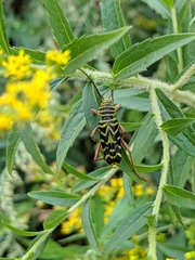 Megacyllene robiniae