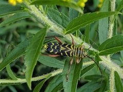 Megacyllene robiniae