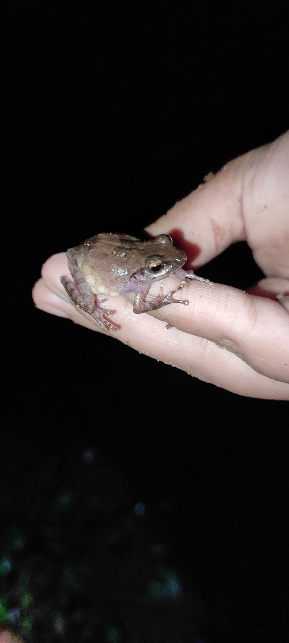 Wynaad Brown Eared Shrub Frog