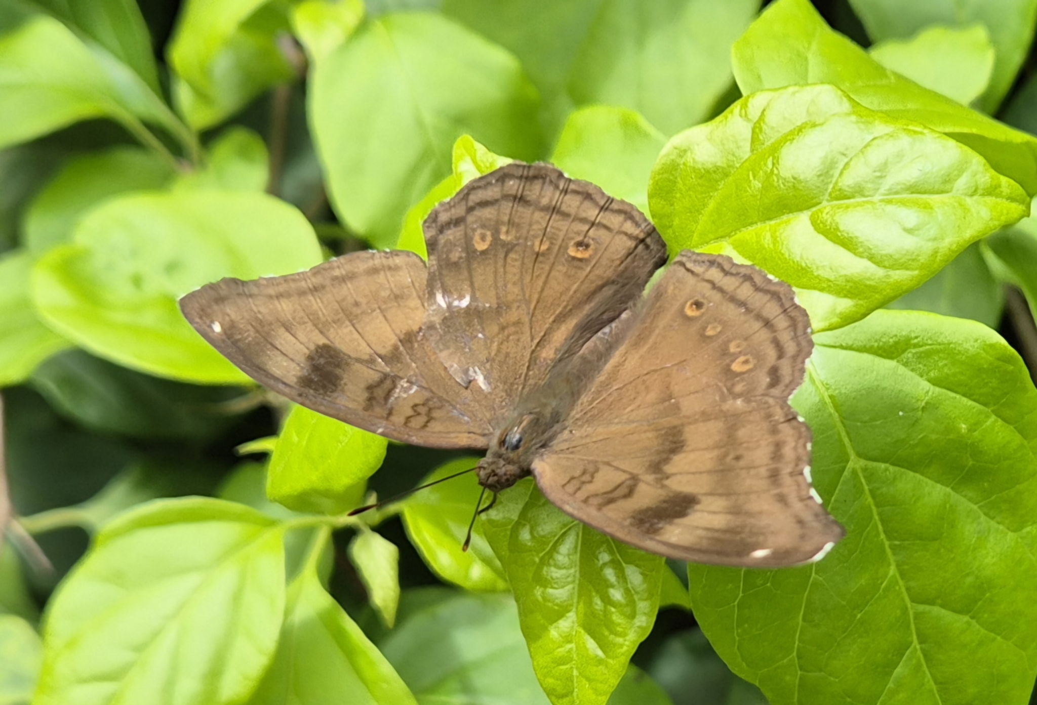 Chocolate Pansy