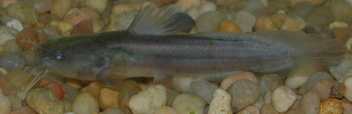Noturus gyrinus