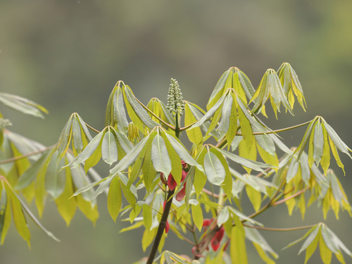 Aesculus chinensis, 2025-04-22