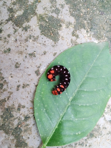 Indian Lily Moth