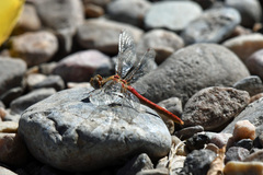 Sympetrum pallipes