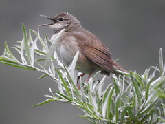 Long-Billed Bush-Warbler photo 3