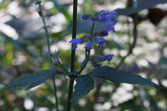 Salvia japonica